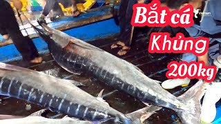 Cá cờ nặng 200kg ,Cá người được nhìn thấy trực tiếp - Cá tại Tàu bao nhiêu Tiền và Tươi như thế nào?