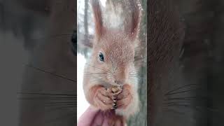 Ушастик ест орешек / Ushastik eats a nut