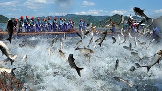 Amazing Big Fishing Catching Skill, Traditional Net Fishing And Net Fishing in The Sea