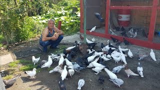 30.08.19. Вечер голуби разговор. Evening pigeons conversation.