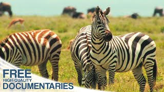 Amazing nature: Run to survive