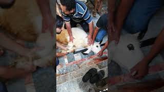 Goat slaughter at raajpoot house