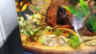 Acquario tropicale d'acqua dolce SERA Cube
