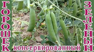 Зеленый горошек консервированный. Заготовки на зиму.