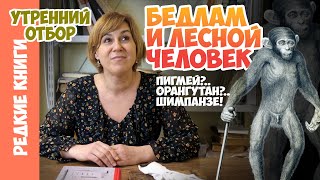 «Орангутан, или Лесной человек, или Анатомия пигмея: сравнение обезьяны и человека»