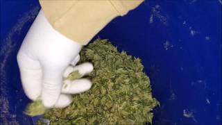 Dry Ice Hash Extraction Tutorial