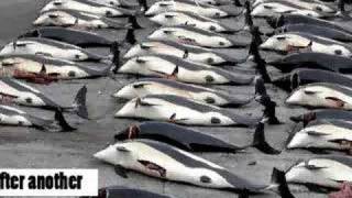Anti-Whaling