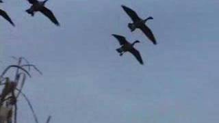 Goose Hunting - Feet Down Guns Up!
