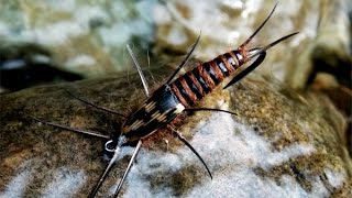 Stonefly nymph fly tying instructions by Ruben Martin