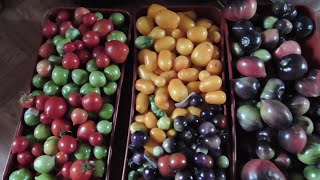 КАК СОХРАНИТЬ ТОМАТЫ ЗИМОЙ? 