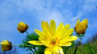 Spring 2013 (flowers+bugs, water+birds)