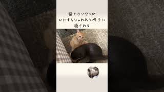 カワウソさくら めちゃくちゃじゃれまくるカワウソたち Otters playing a lot