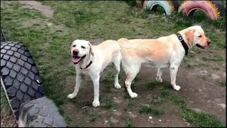 Палевые лабрадоры Майк и Пери. Бурное знакомство. Pale yellow Labradors Mike and Peri.