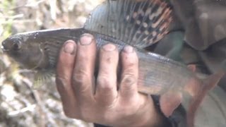 Хариус ломает удочку. Ловля хариуса. Видео высокой чёткости. Рыбалка. grayling Рыбалка ловля хариуса
