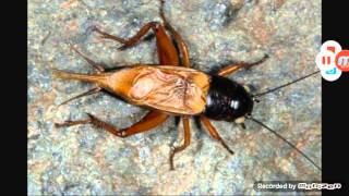 come allevare il grillo campestre