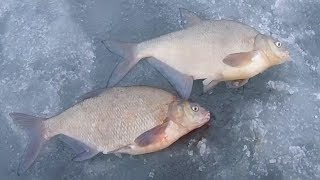 Рыбалка Лещ на Мормышку Лед Зима 2018 Беларусь Минское море Fishing Bream