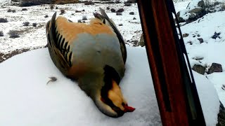 KARDA TAVŞAN VE KEKLİK AVI HARE AND PARTRİDGEHUNTİNG-Охота на кроликов-Chasse au lapin-صيد الأرانب