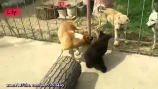 Медвежонок и Собака! / Bear littered with dog!