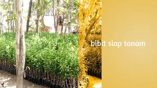 Grosir/jual bibit jeruk madu,pamelo,dekopon,keprok siem di Kanigoro blitar WA 081 391 683 045 AMBAR