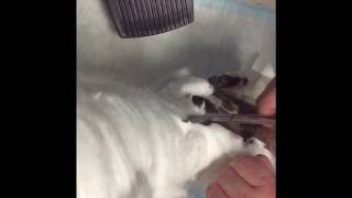 Post operation ankle cast removal (disgusting)