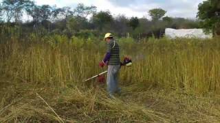 NATERCIM ROÇANDO MATA PASTO.