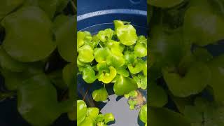 Criações de peixes em caixa dagua sem oxigênio