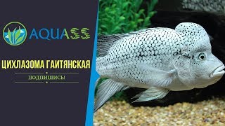?Aquass - Nandopsis haitiensis видео содержание и разведение