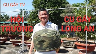 Choáng Ngợp Khi Thăm Nhà Bác Hùng - Hội Trưởng Hội Cu Gáy Long An
