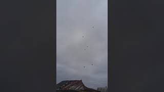 Голуби курск