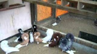 Jacobin Pigeon Teil 1