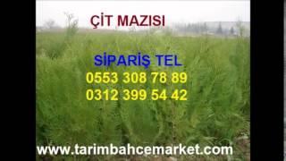 ÇİT MAZI, Çit mazı,çit mazı,çit mazısı,çit mazısı,çit mazısı fidanı,çit mazısı fidanı,çit mazısı fid