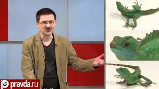 Василиск. Ящерица Иисуса Христа