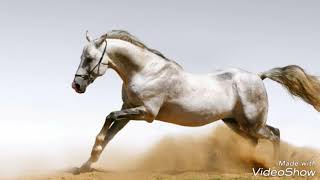 Лошади Horses HD 2017