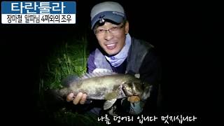 장마철 알파님 4짜와의 조우