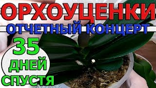 ОРХОУЦЕНКИ - МЕСЯЦ АДАПТАЦИИ ОРХИДЕЙ ФАЛЕНОПСИС. ОТЛИЧНЫЙ РЕЗУЛЬТАТ. НОВЫЕ ЛИСТОЧКИ И КОРЕШКИ!