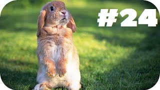 Brutal Видео - Неправильный Заяц | Лучшие приколы за неделю
