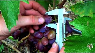 Виноград Байконур. Экскурсия по винограднику Романа Сокура. Виноград 2017.