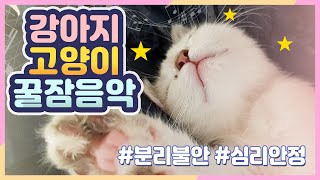 강아지 고양이가 꿀잠자는 음악/ 분리불안,심리안정,수면유도 healing, relaxing music for dog