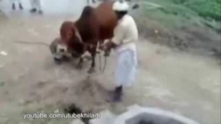 funny arab and pakistani people's moment