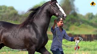Marwari Horse Stallion Dilshan (Mannhorsephotography) 9371400003