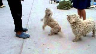 Thailand Dogs doing Sawadee Krap ไหว้ Wai for food funny