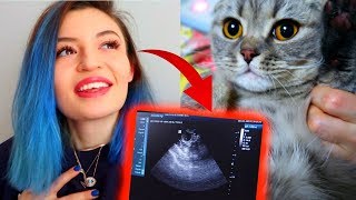 KEDİM HAMİLE!!! ULTRASON GÖRÜNTÜLERİ