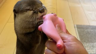 カワウソさくら 100点のリアクションをしてくれた、おもちゃをもらうカワウソ Otter are happy to receive a new pig toy!
