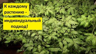 Не погубите рассаду томатов и перца! Не заливайте ее! Правильно поливать - это очень важно.