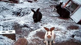 Кролики на воле. Февральский снег.(Rabbits in the wild. February snow.)