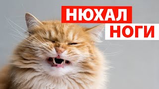 ? Реакция Кошек На Странные Запахи  / ? Cats Reaction When They Smell Strange