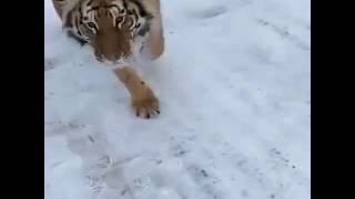 АЛАБАЙ ПРОТИВ ТИГРА 19