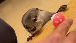 おっちょこちょいなカワウソのくせにサッカーがうますぎた otter with a good dribble