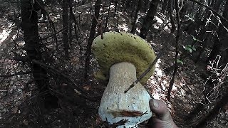 Білі Гриби 2018, Підосичники, Природа