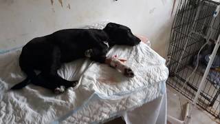 Живу на разрыв аорты